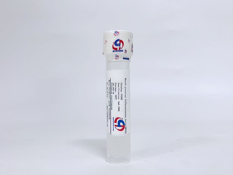 神经前体分化因子