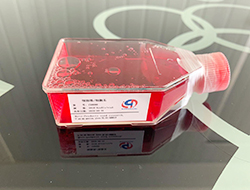 小鼠黑色素瘤细胞YUMM5.2 