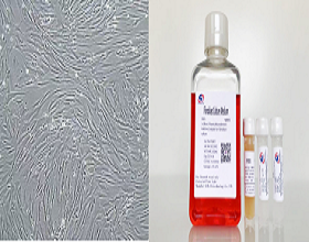 成纤维细胞的表型标志及研究汇总