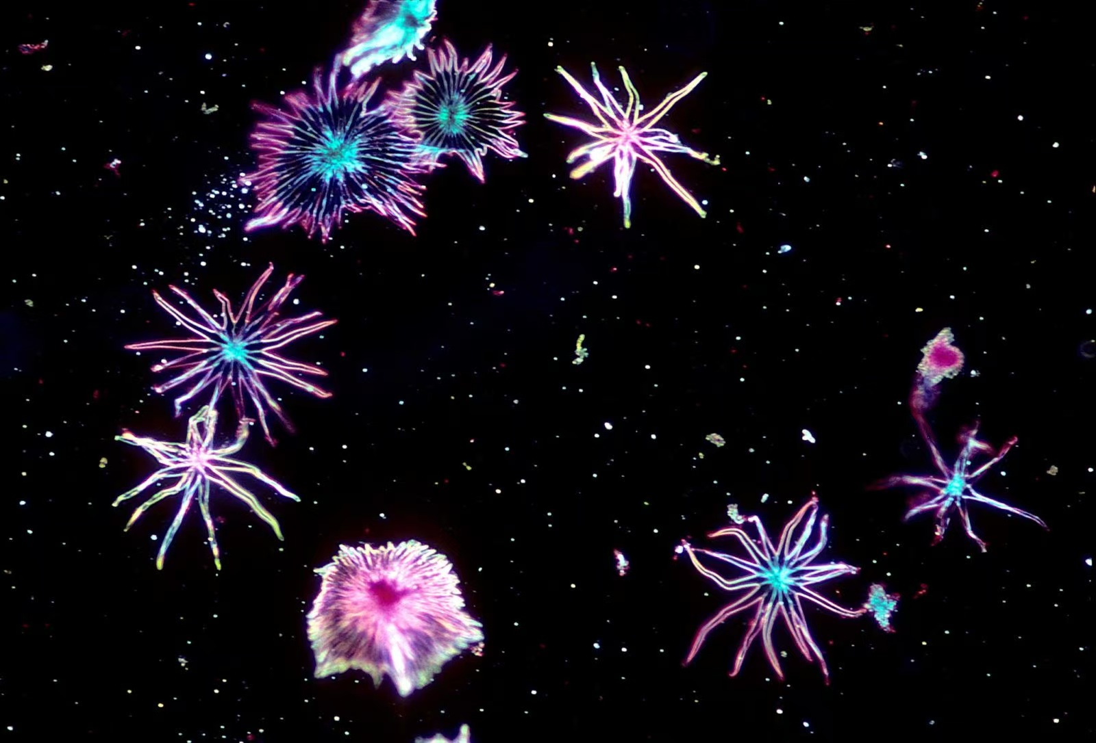 一文搞定：细胞生长周期同步化