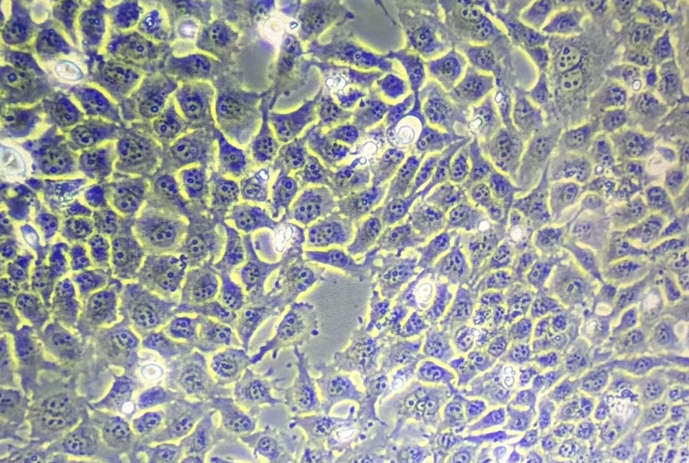 HTR8人绒毛膜滋养层细胞